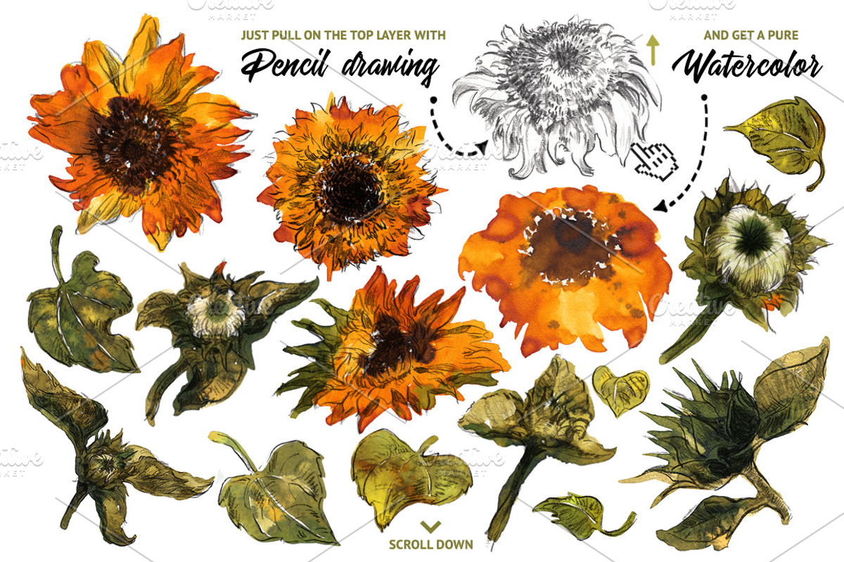Sunflower, an Illustration by Maria Redko (Photo 2 of 7)