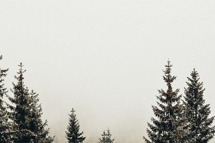 Foggy winter landscape stock photo containing forest and cold