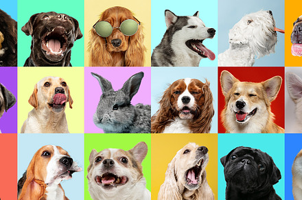 Creative collage of different breeds containing adorable, animal, and, an Animal Photo by Volodymyr Melnyk