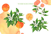 Watercolor citrus collection, a Food Illustration by Watercolor & sketches (Thumbnail 3 of 8)
