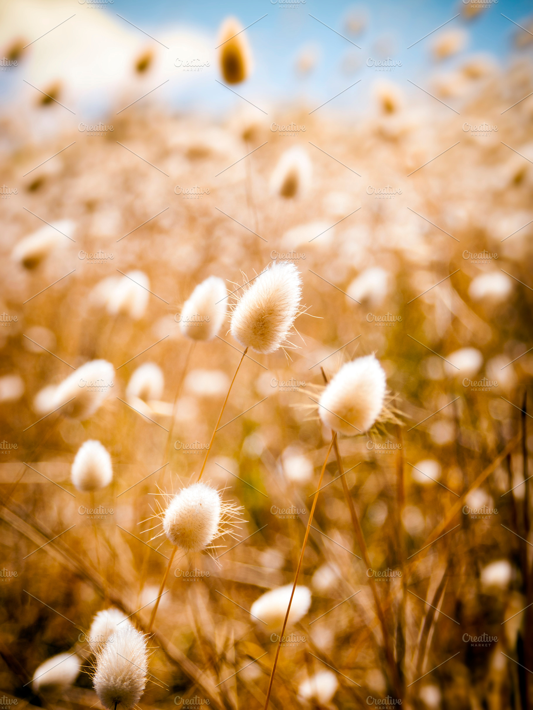 Golden Field, a Nature Photo by THP Creative