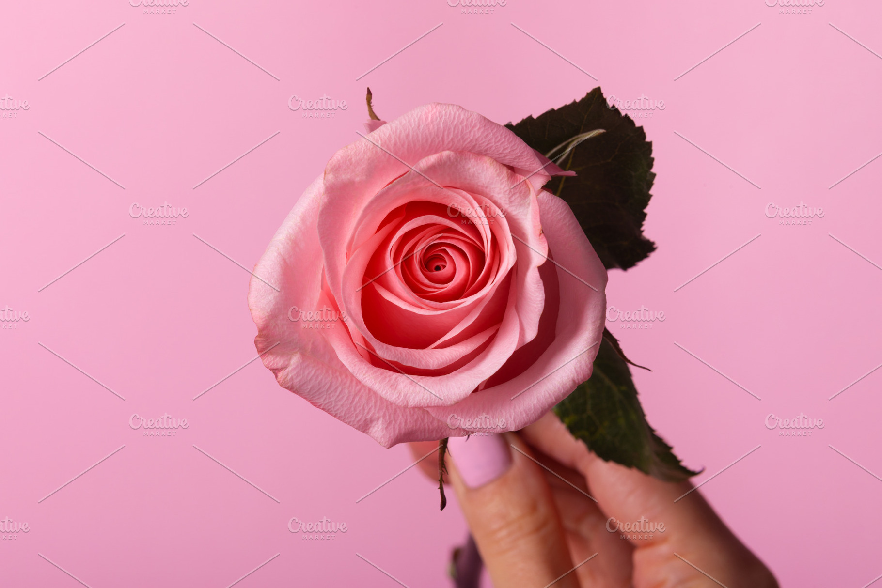 Close up of a pink rose held by hand against a pastel pink backg, a Holiday Photo by Ales Munt
