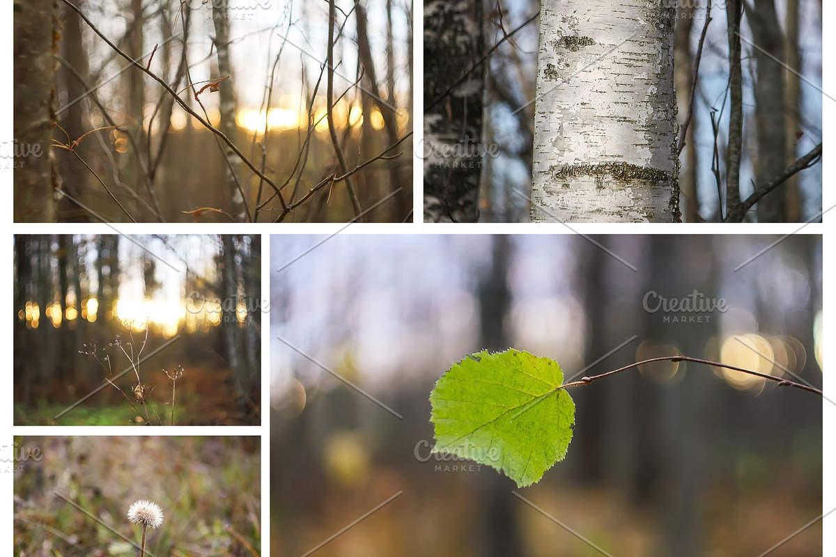 Autumn nature photography set, a Nature Photo by pictures for you (Photo 7 of 22)