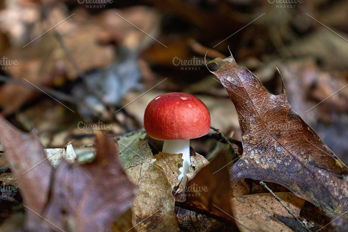 Mushrooms In The Forest Photography, a Nature Photo by Full Circle Design Studio (Photo 2 of 38)