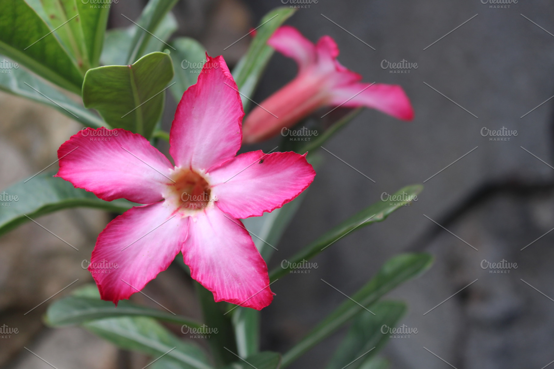 Kamboja flowers containing flower, kamboja, and frangipani, a Nature Photo by Heinzel Photography