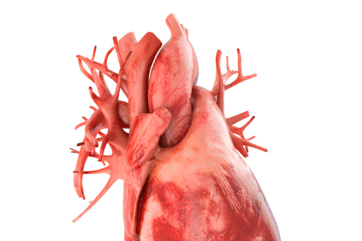 Human heart animated v3, a Characters & Person 3D Model by konstantin.ermolaev (Photo 1 of 8)