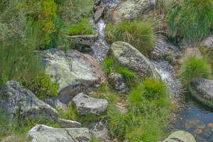 Rocky stream surrounded by lush plants, a Nature Photo by DanFLCreativo