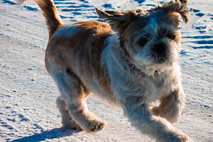 Dog Shih Tzu #2, an Animal Photo by jakub_kopecky
