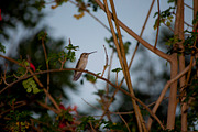 Hummingbird Stock Bundle, an Animal Photo by r.r.palacios (Thumbnail 5 of 7)