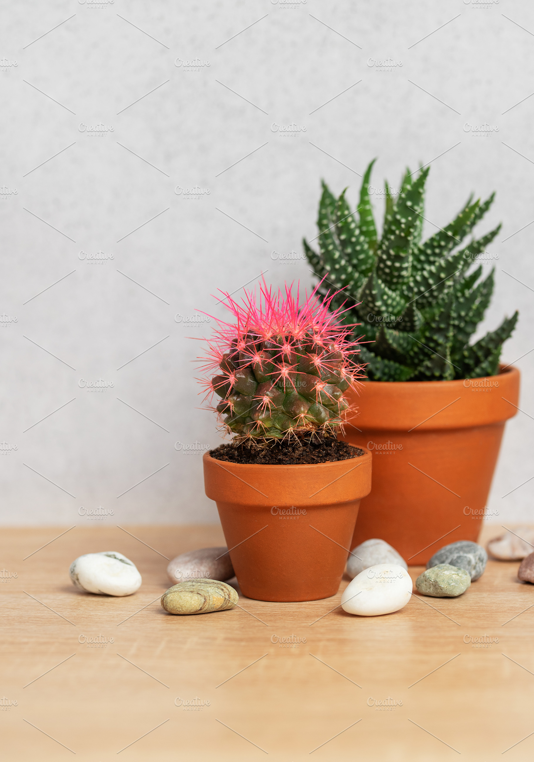 Pink cactus and succulent plants creating cozy interior design, a Background Photo by Olena Rudo