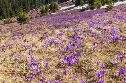 Blooming purple violet Crocus heuffelianus (Crocus vernus) alpin, a Nature Photo by YuriyB