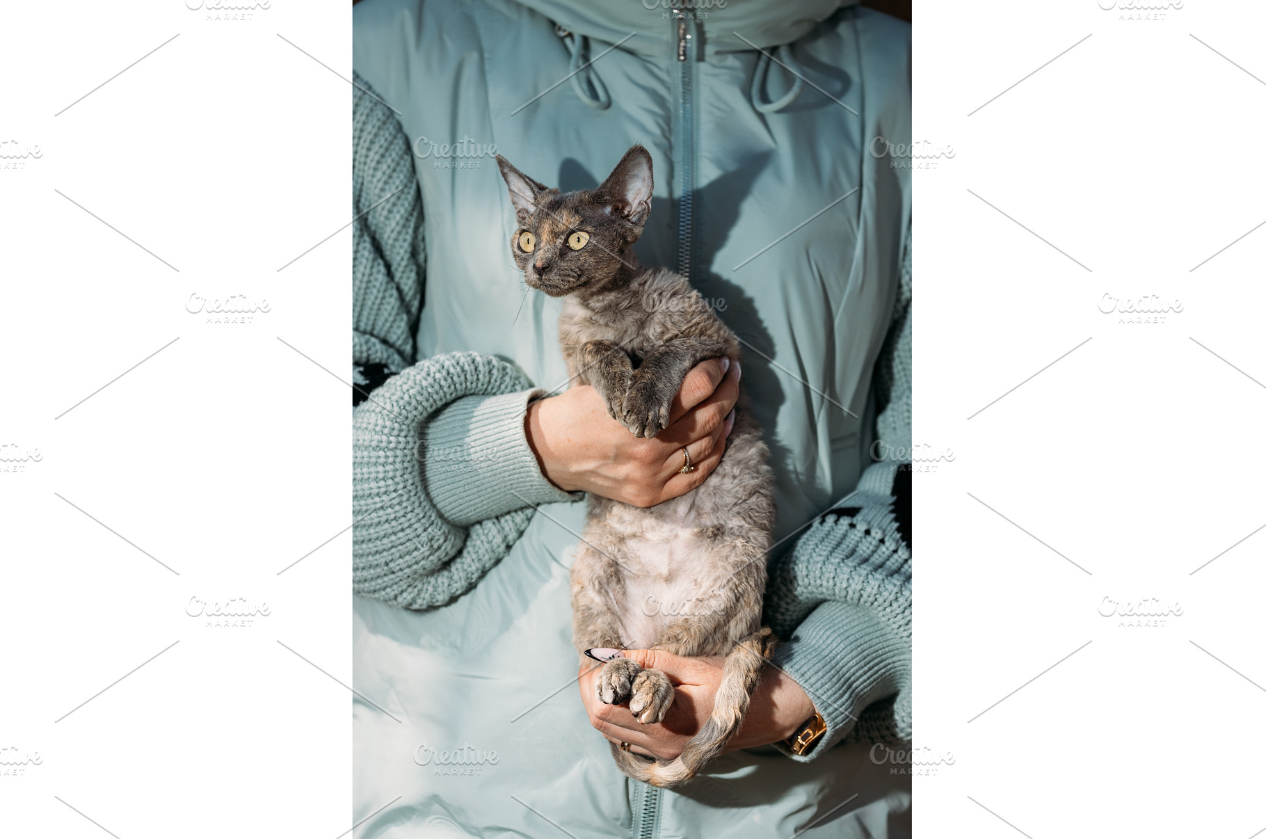Obedient Devon Rex Cat With Brown, an Animal Photo by Our Amazing World