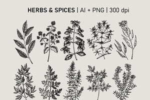 Vegetables & Herbs Vector Sketches.