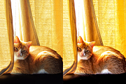 10 Pets Lightroom Presets for Mobile, a Preset Add-On by RamsaGraphi (Thumbnail 6 of 10)