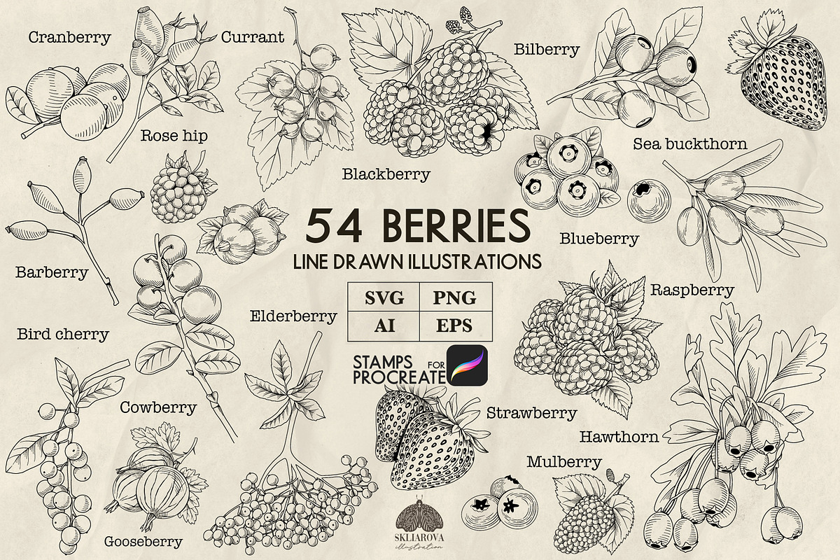 Berries line art + Procreate, a Food Illustration by Skliarova (Photo 1 of 3)
