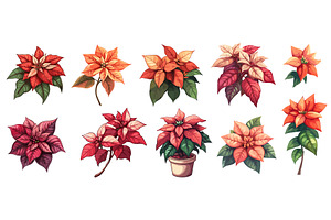 Red poinsettia flower set. Christmas, an Object Illustration by Valerie Bodnar