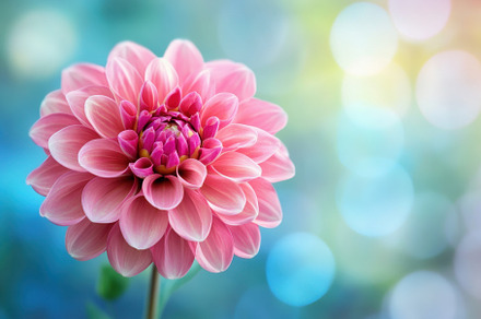 Vibrant pink flower showcases delica, a Photo by Iftikhar Alam