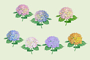 Hydrangea illustration pack, a Decorative Illustration by Schumacher Shop (Thumbnail 2 of 6)