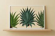 Succulent Illustration Pack, an Illustration by Tekuni (Thumbnail 12 of 13)