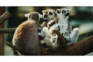 Lemurs Posing in Charming Tree, an Animal Photo by Our Amazing World