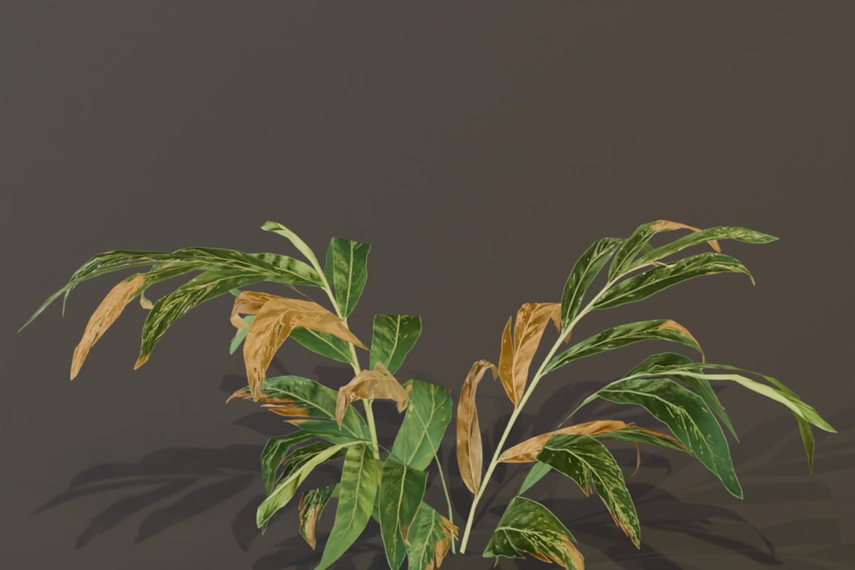 The Galanga Bush, a Plants & Tree 3D Model by FuturePastCreatives (Photo 2 of 4)