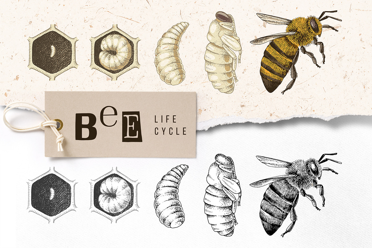 Hand drawn life cycle of a honey bee, an Animal Illustration by handsketched (Photo 1 of 7)
