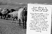 Inky Bloom Handwritten Font, a Handwritten Font by Ana's Fonts (Thumbnail 7 of 8)