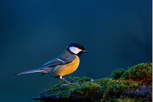 Great Tit Parus major bird perched, an Animal Photo by Pakosta