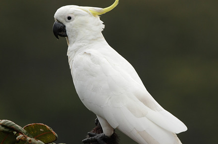 Sulphurcrested cockatoo stock photo containing cacatua galerita and fraser
