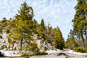 The giant sequoia national monument featuring sequoia, forest, and giant, a Nature Photo by Leonid Andronov