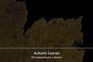 Autumn Leaves – 15 Isolated Assets