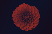 Elegant Floral Photoshop Brushes, a Brush Add-On by Milka (Thumbnail 5 of 10)
