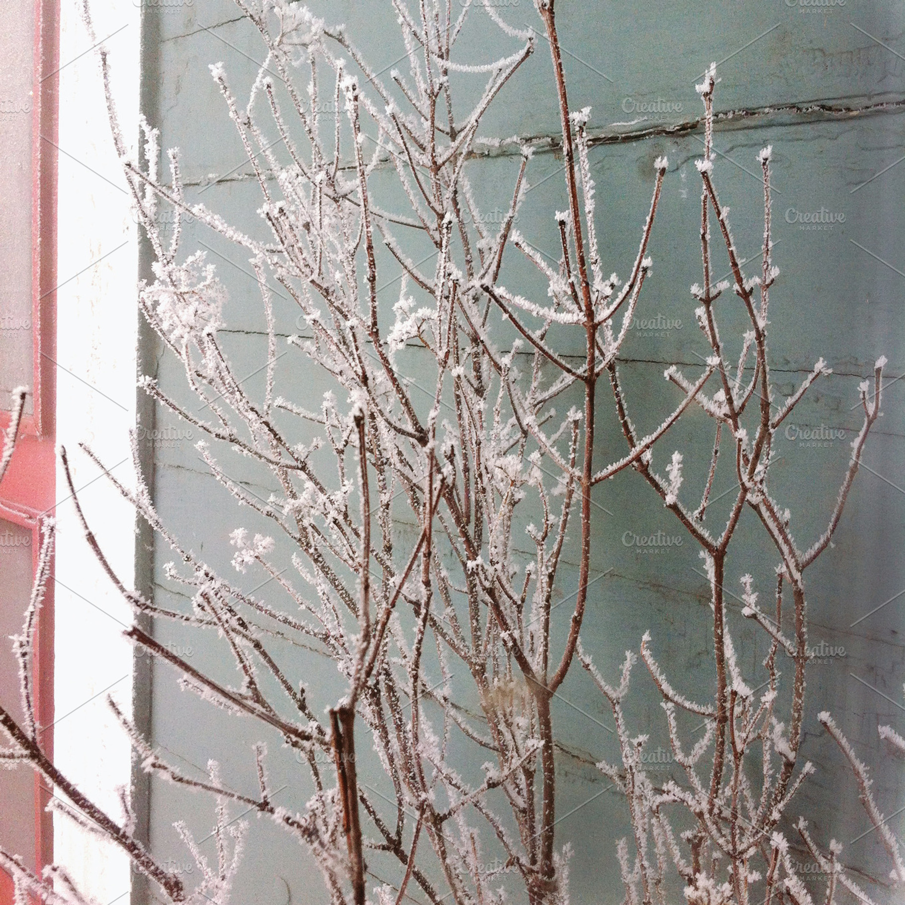 Frosted Branches