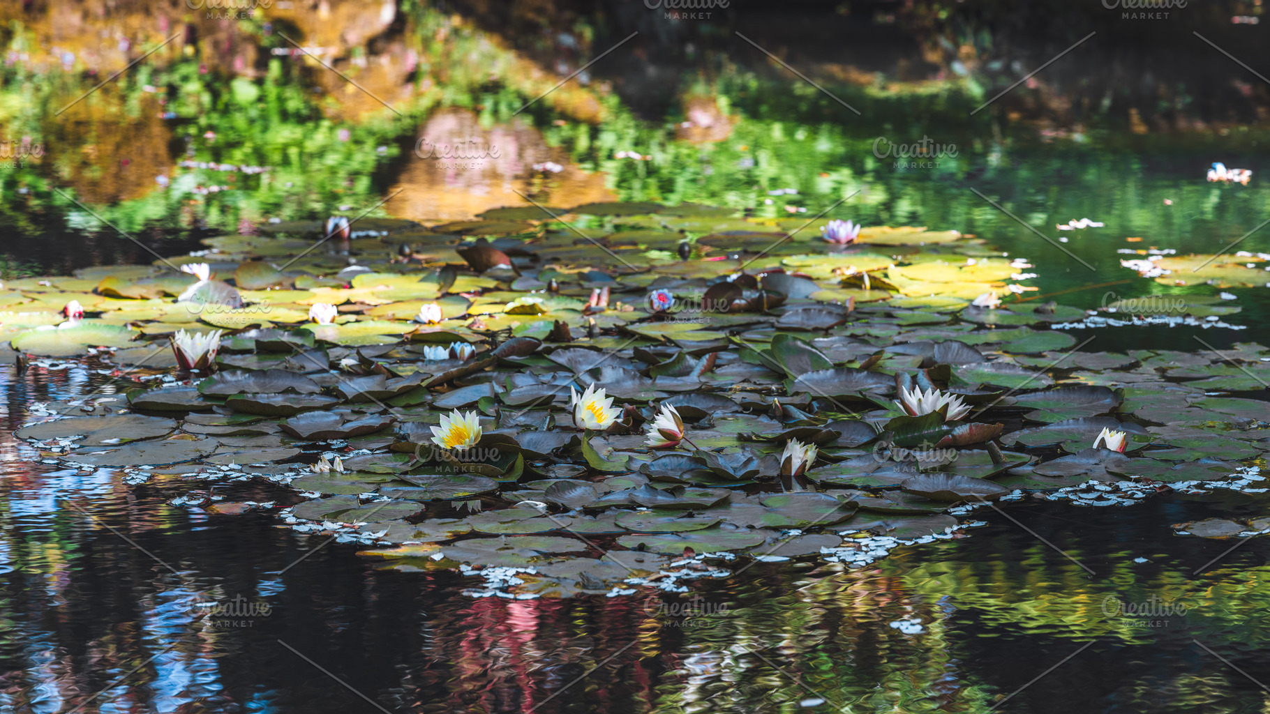 Water lilies on reflective pond, a Nature Photo by SkyNext