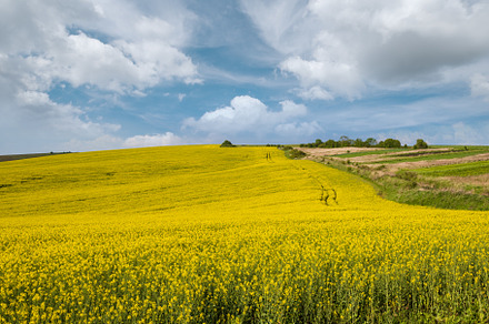 Spring rapeseed yellow blooming fields view, blue sky with cloud, a Nature Photo by YuriyB