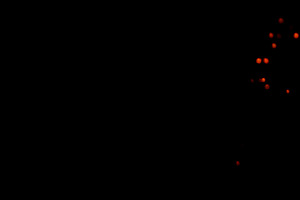 Bright flames and flying sparks on a black background., an Abstract Photo by ndanko