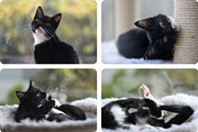 8 Image Bundle: Tuxedo Kitten, an Animal Photo by Happiestscone Photography (Thumbnail 2 of 3)