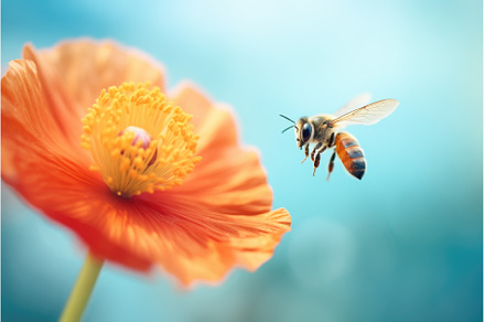 bee hovering over a poppy flower, an Animal Photo by Sergey Kotenev