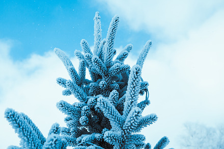 Frozen spruce in hoarfrost in winter featuring background, branch, and