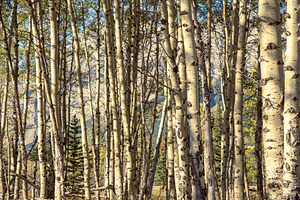 Aspen Trees in Kananaskis Country