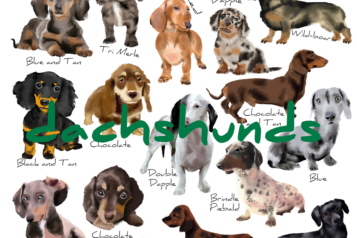 dachshund illustrations, an Animal Illustration by KimmiDrawsThings