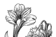 Ink flower set, a Decorative Illustration by RasterBird (Thumbnail 9 of 10)