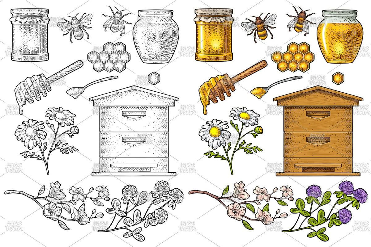 Honey set engraving, an Illustration by MoreVector