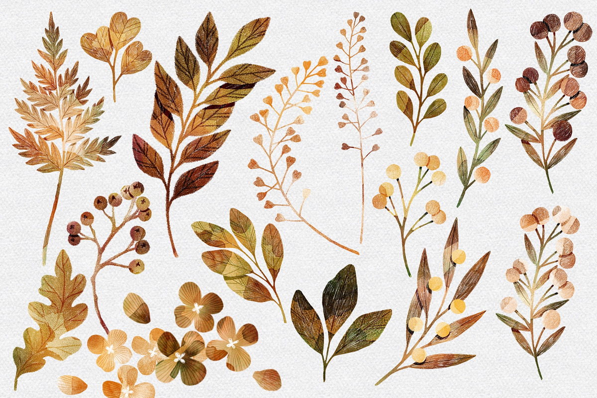 Botanical Bundle Nr 2 | Fall Edition, a Seasonal Illustration by Helga Wigandt (Photo 2 of 9)
