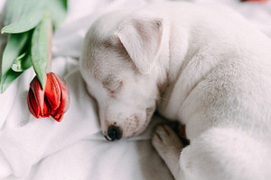 Puppy 