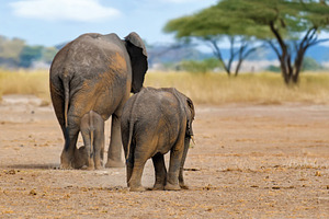 Elephants walk across the savannah in Kenya National Park, an Animal Photo by Byrdyak