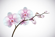 Moon orchid set., an Illustration by George Rod (Thumbnail 1 of 4)