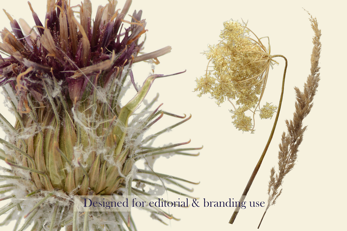Airy Grassland — Thistle & Burr Stud, an Object Graphic by Aga Silva (Photo 4 of 4)