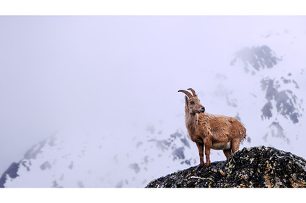 The Alpine ibex, capra ibex, also