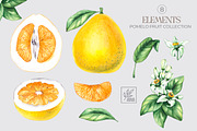 Pomelo Fruit Watercolor Collection, a Food Illustration by SashaKondr (Thumbnail 12 of 13)